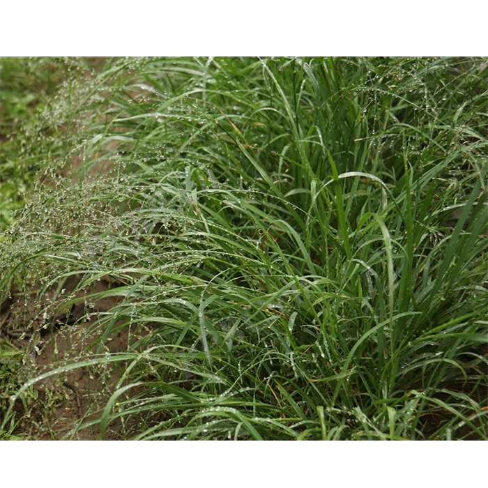 画眉草