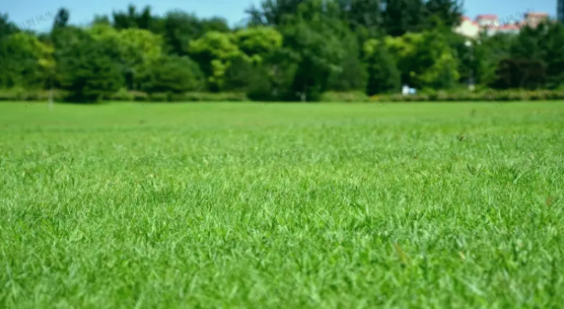 草坪选种纠结症？这款「绅士」黑麦草，让养护变轻松！